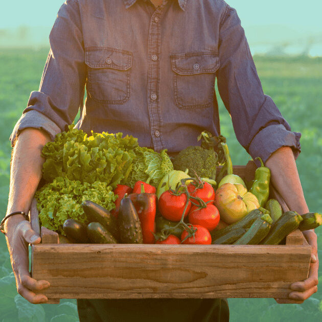 close-up of person holding fresh food from garden