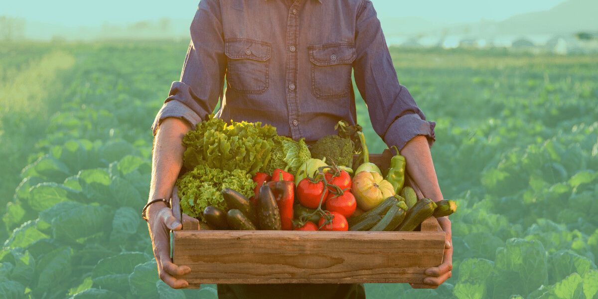close-up of person holding fresh food from garden